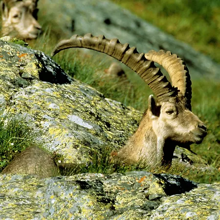 Hubertus Hotel Mallnitz