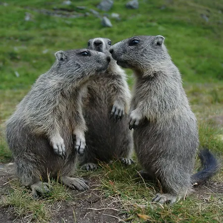 Hubertus 3* Мальниц