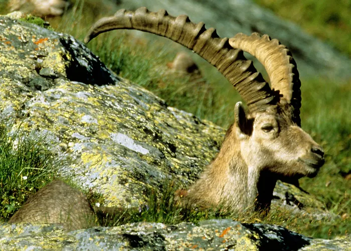 Hubertus מלון מאלניץ