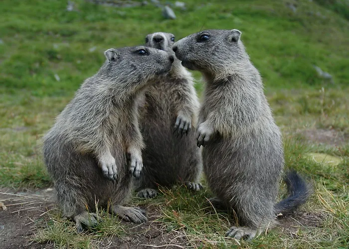 Hubertus 3* Mallnitz